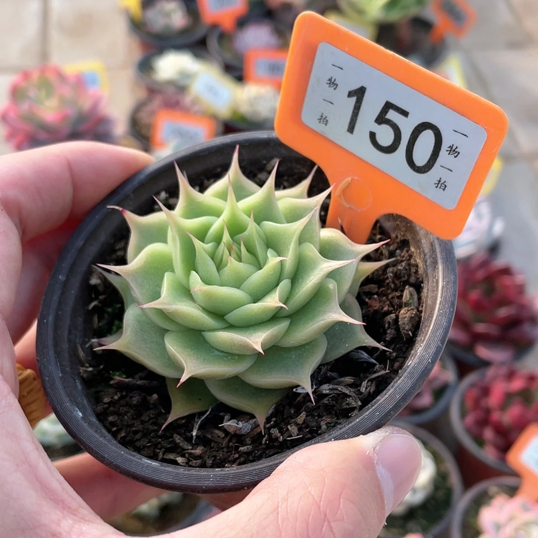 【闪购商品】ღ***150号