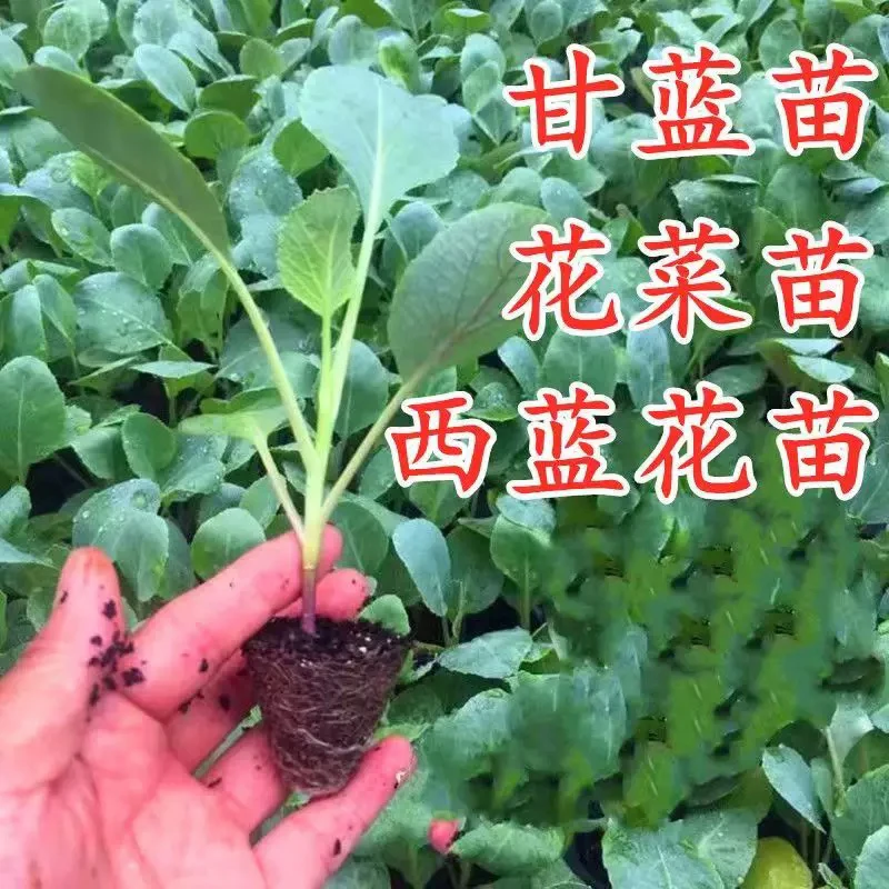 山东寿光有机松花菜秧苗带土青梗散花耐热耐寒高产秋冬蔬菜苗