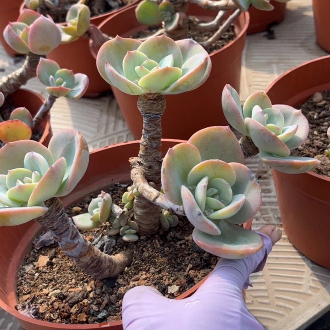 【闪购商品】无花朵红**叶