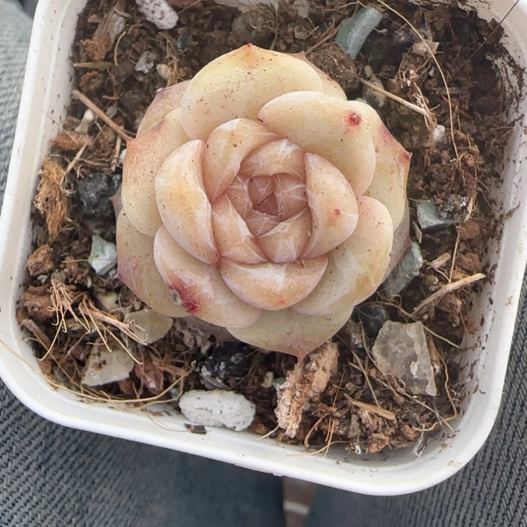 多肉小卡拉米糖心一物一拍