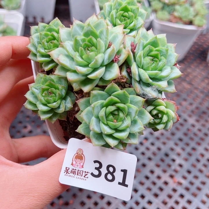 多肉植物多肉植物