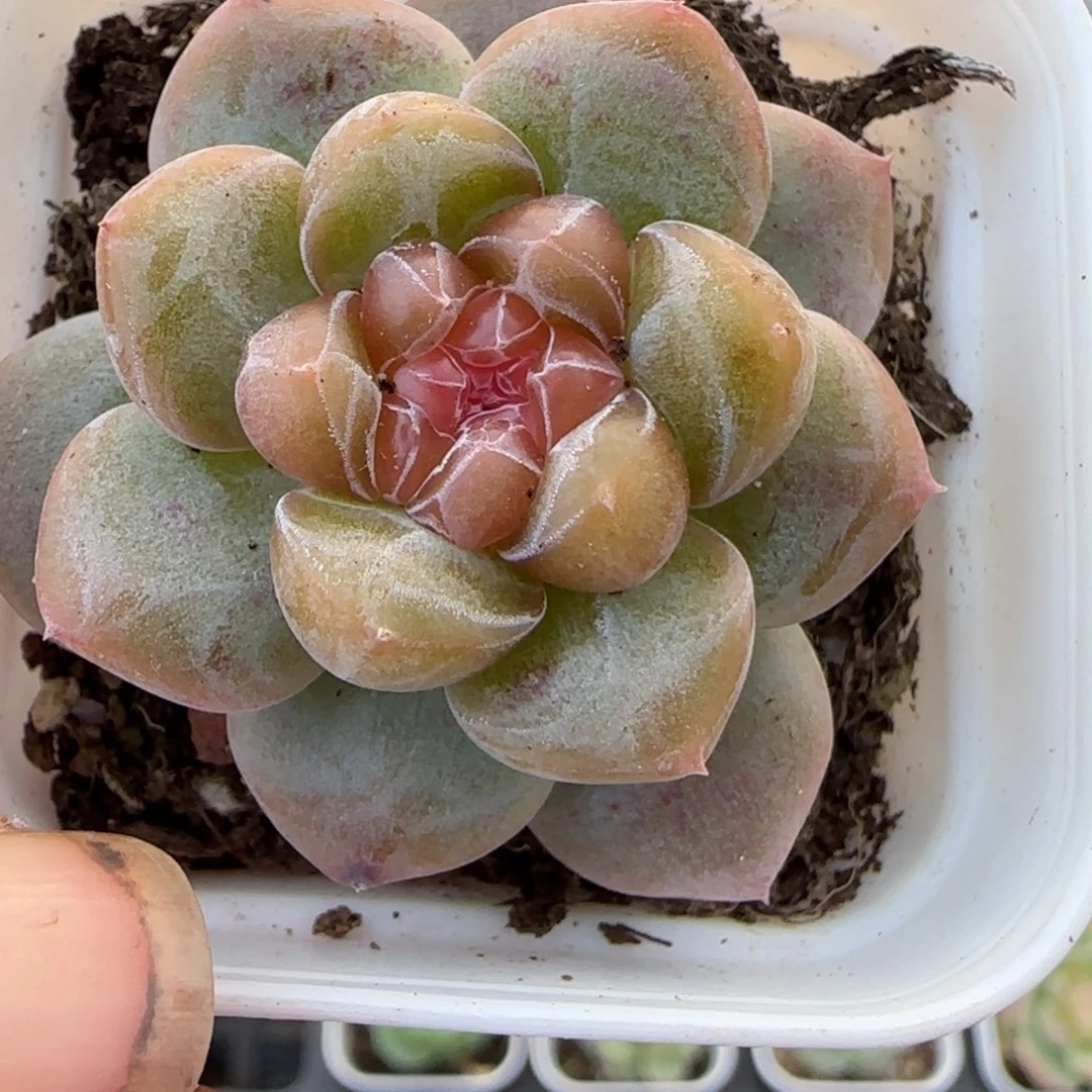 小卡拉米糖心一物一拍