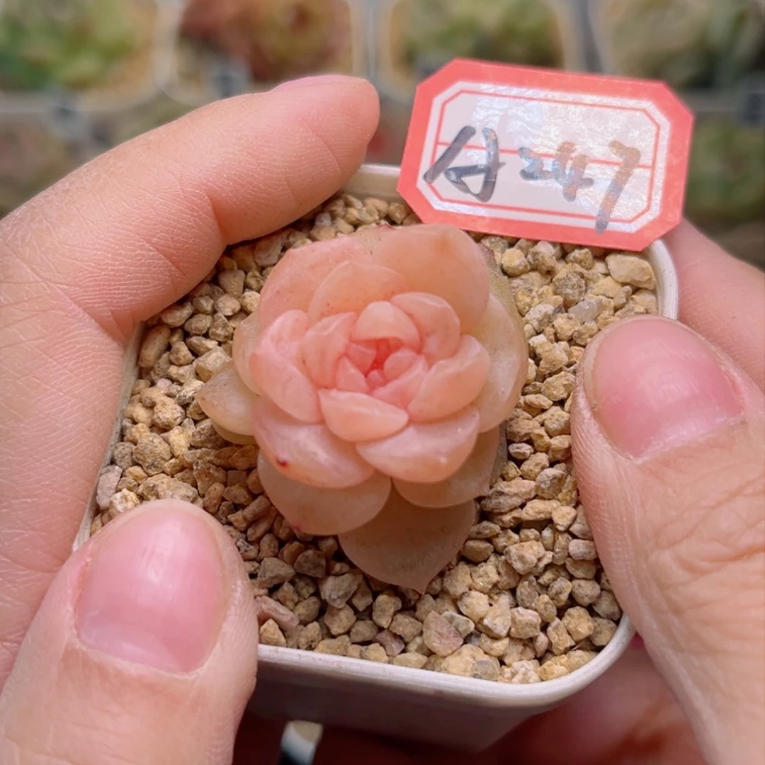 A247一物一拍 求婚A