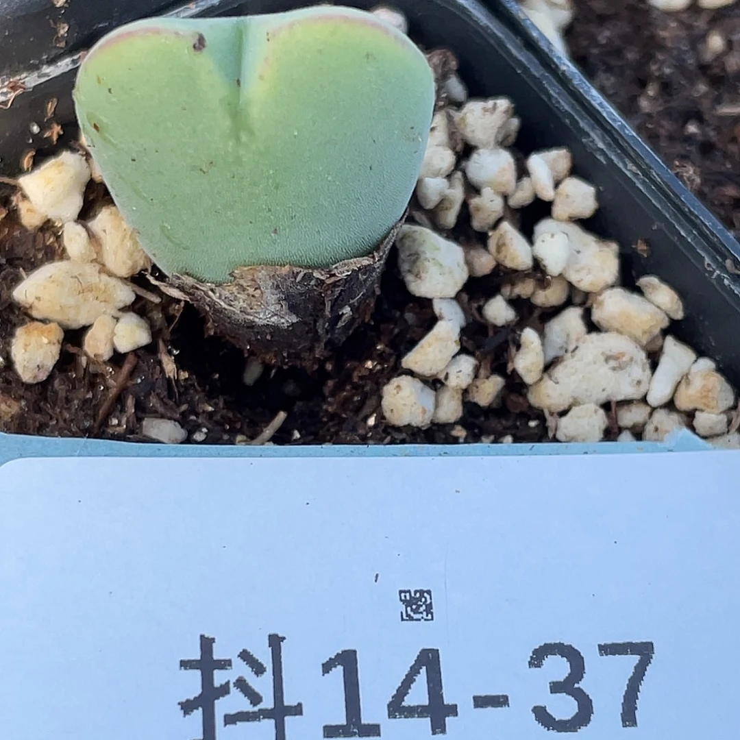 四***天14-37肉锥多肉植物