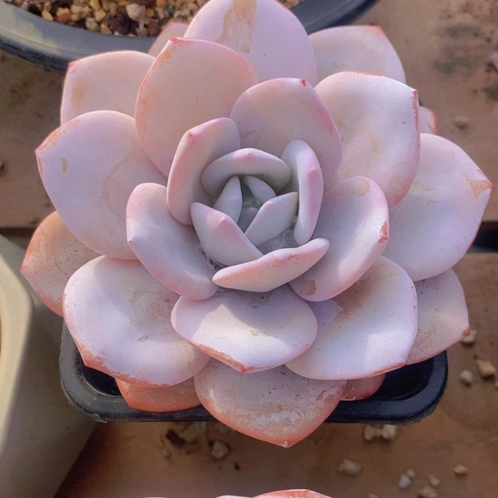 燚*多肉乐园精品雪莲