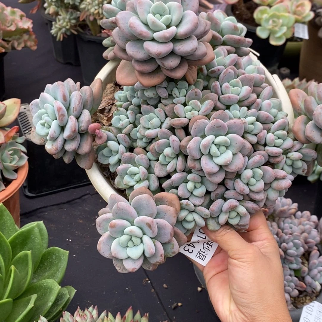 两单包邮1101-43洛神