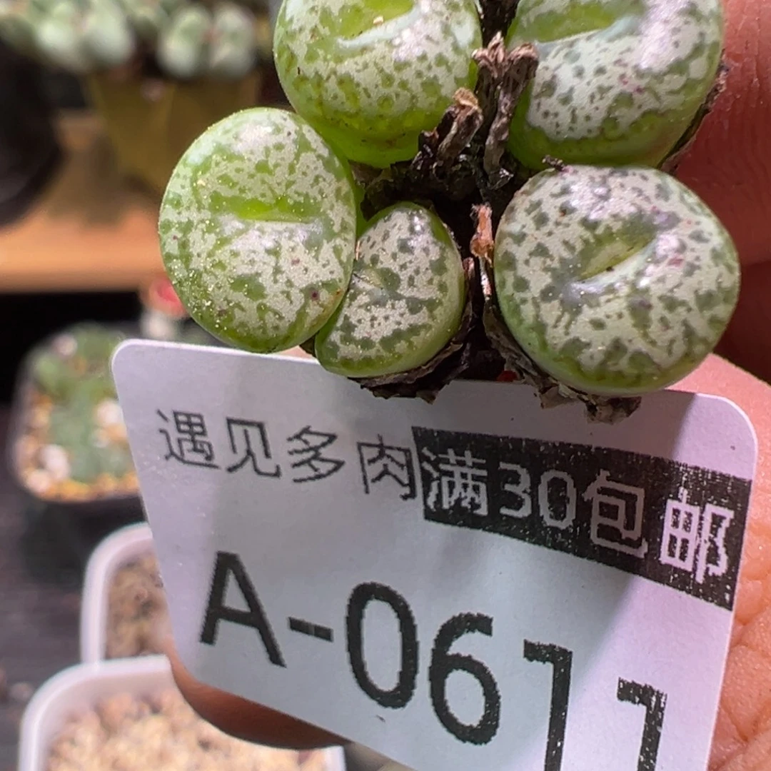 多肉植物1111111111