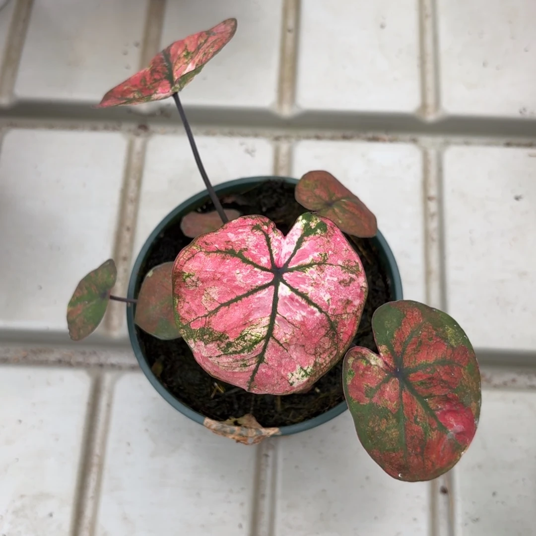 泰国彩叶芋21-1223