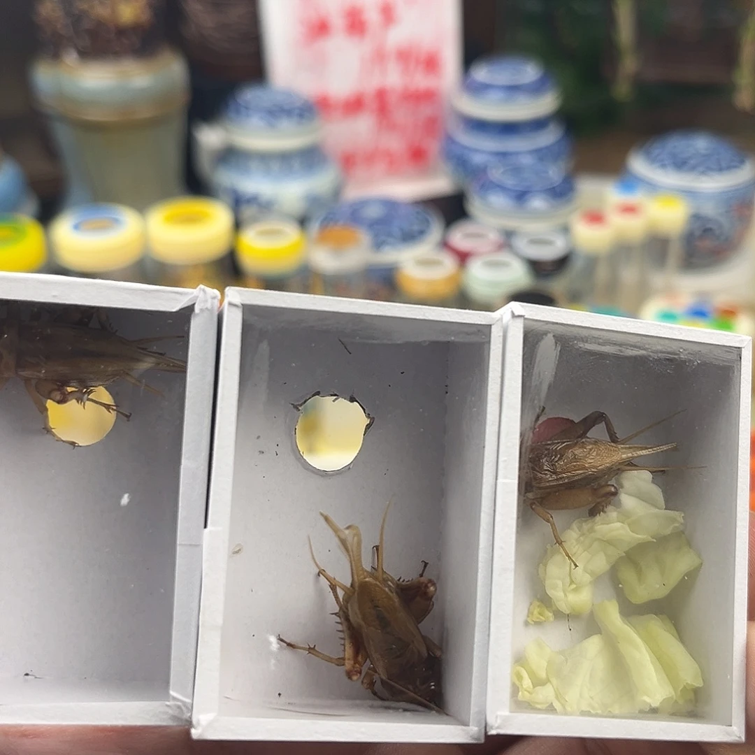 三条断须油葫芦拍拍拍