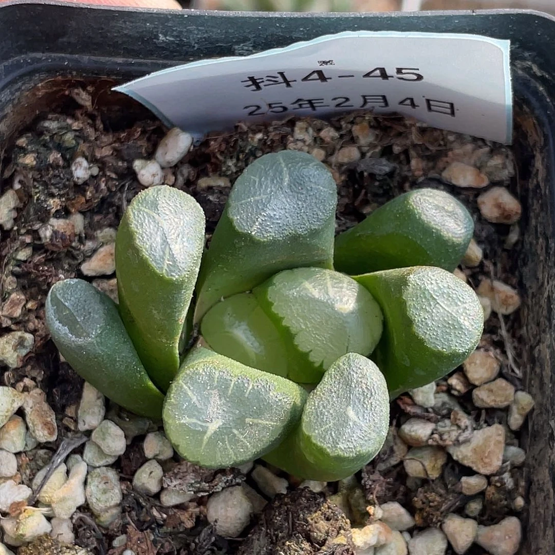 4-45肉锥多肉植物