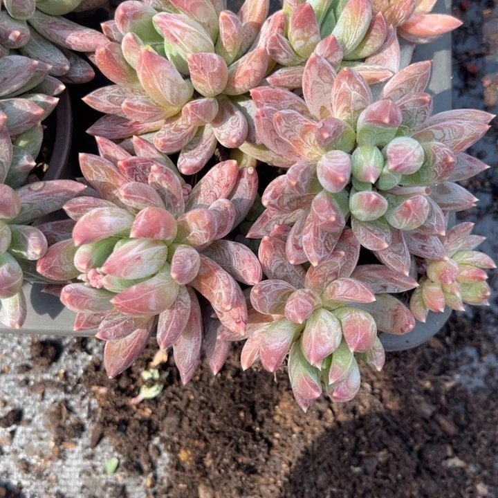 炫彩心群不包整85558888