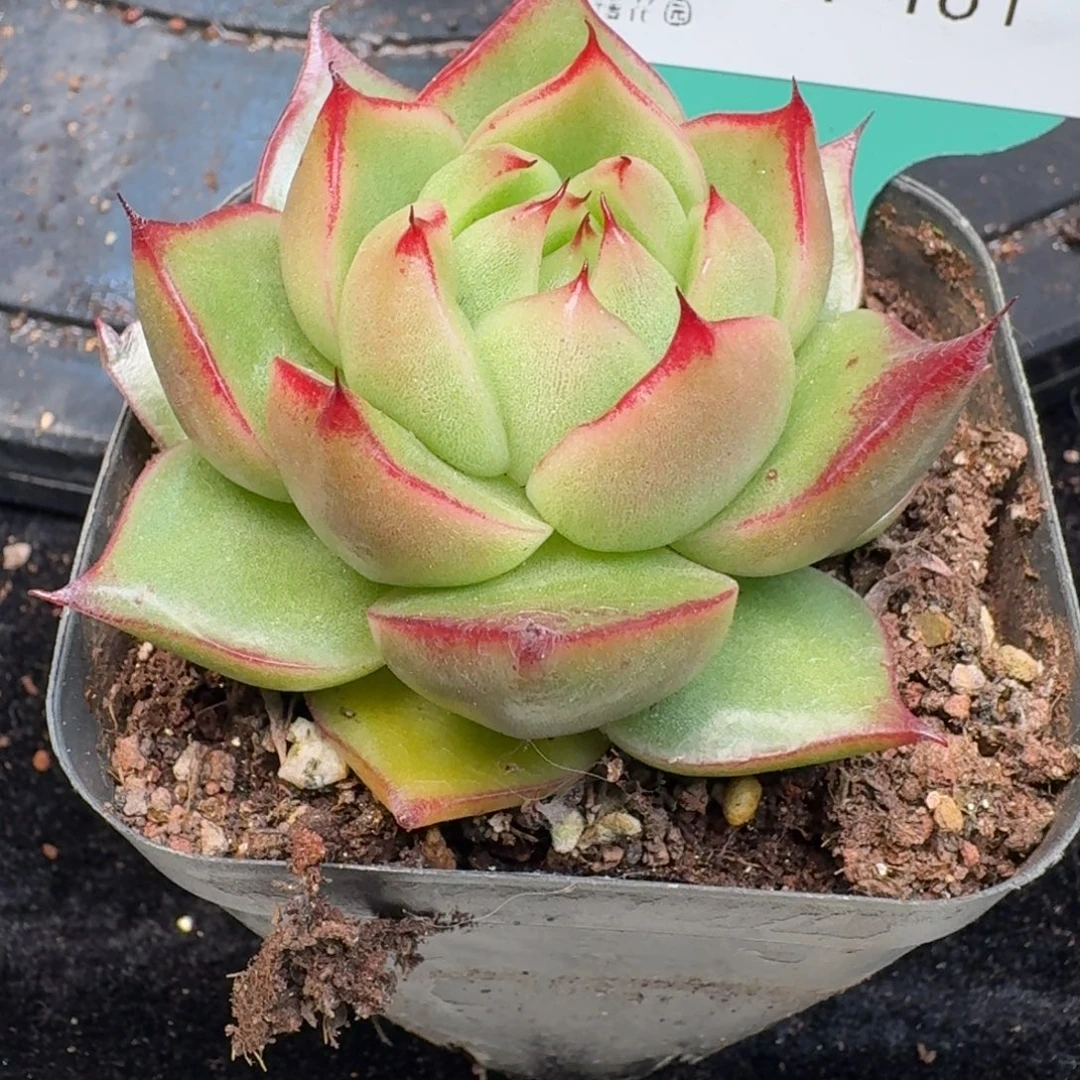 从前慢多肉精选编号1214.181