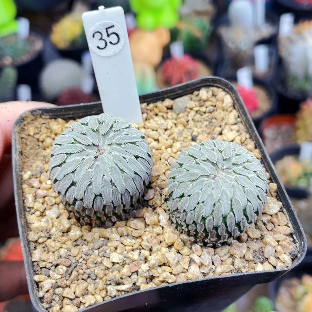 非偏远地区满25包邮仙人球