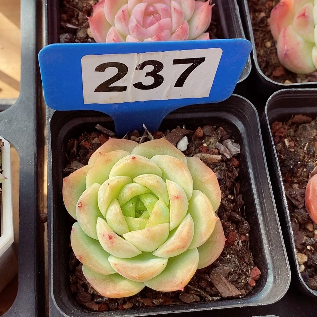 宝宝绿5cm多肉植物