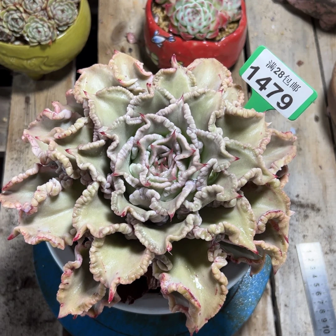 1479饺子皮，冠服21