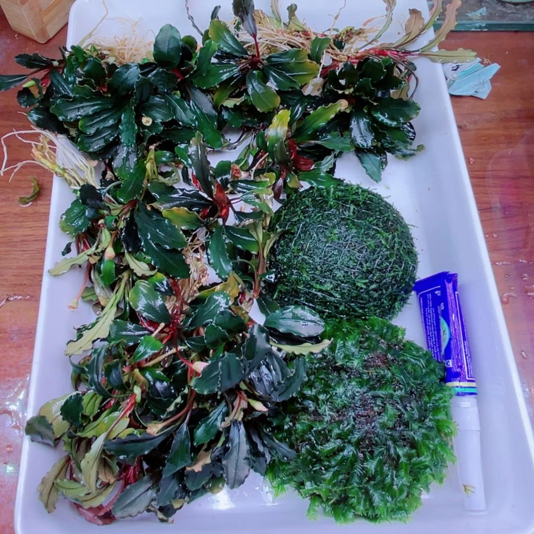 美小呆哇塞套餐一份
