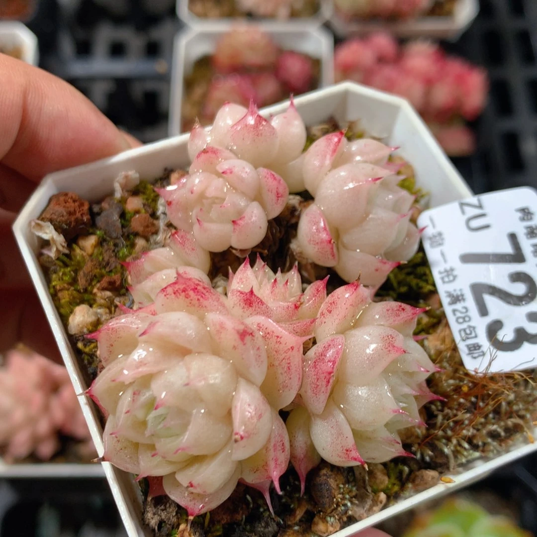 5CM拇指盆精控多肉ZU723