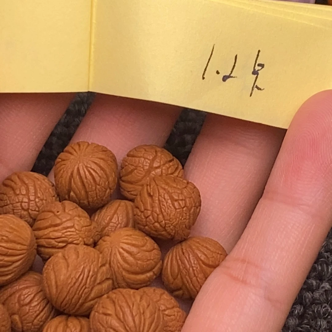 秦岭山脉龙纹桃核 20