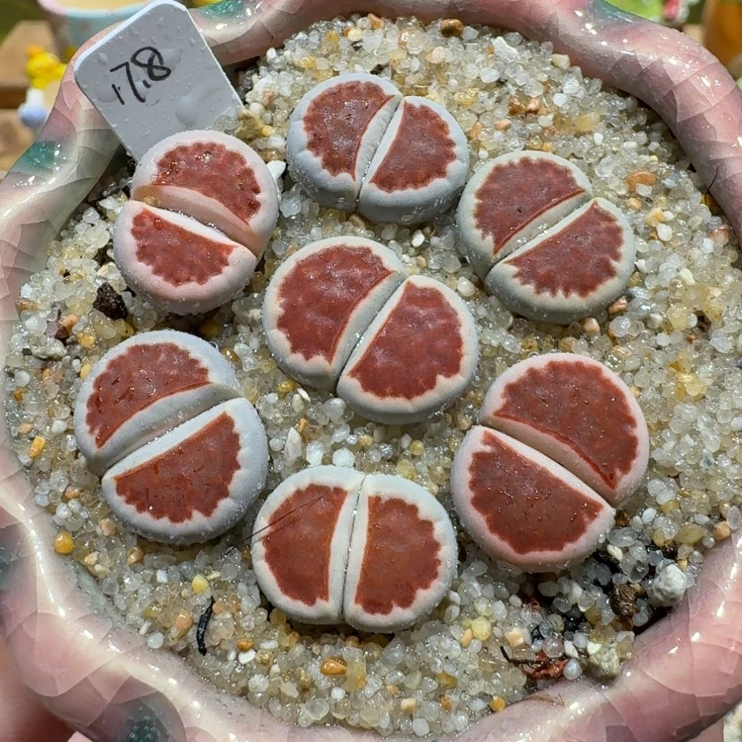 蘑菇1033红窗多肉植物