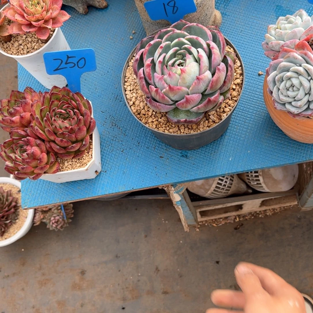 小*呀0018惊鸿仙子多肉