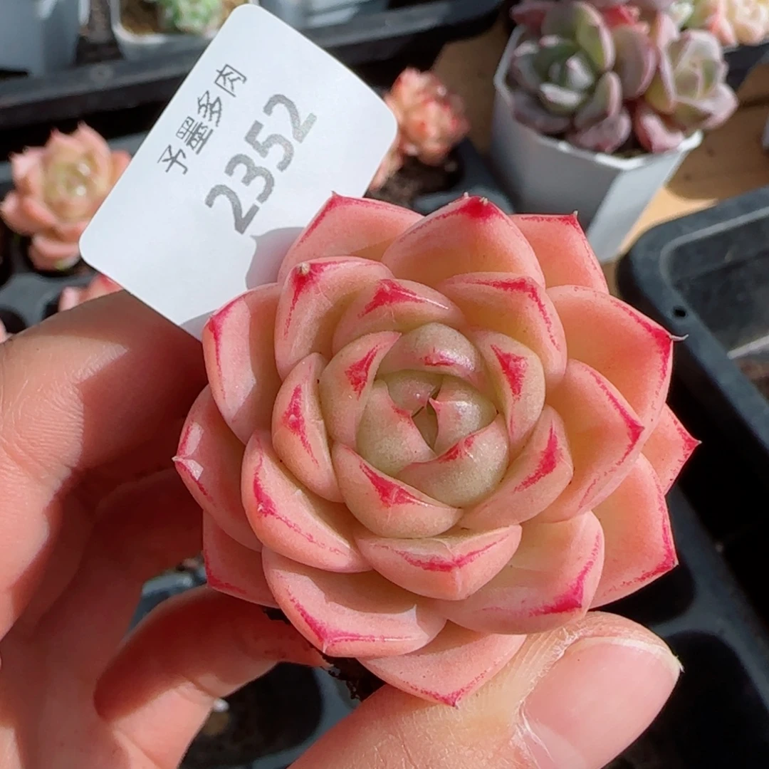 包子麦秆，2352多肉植物