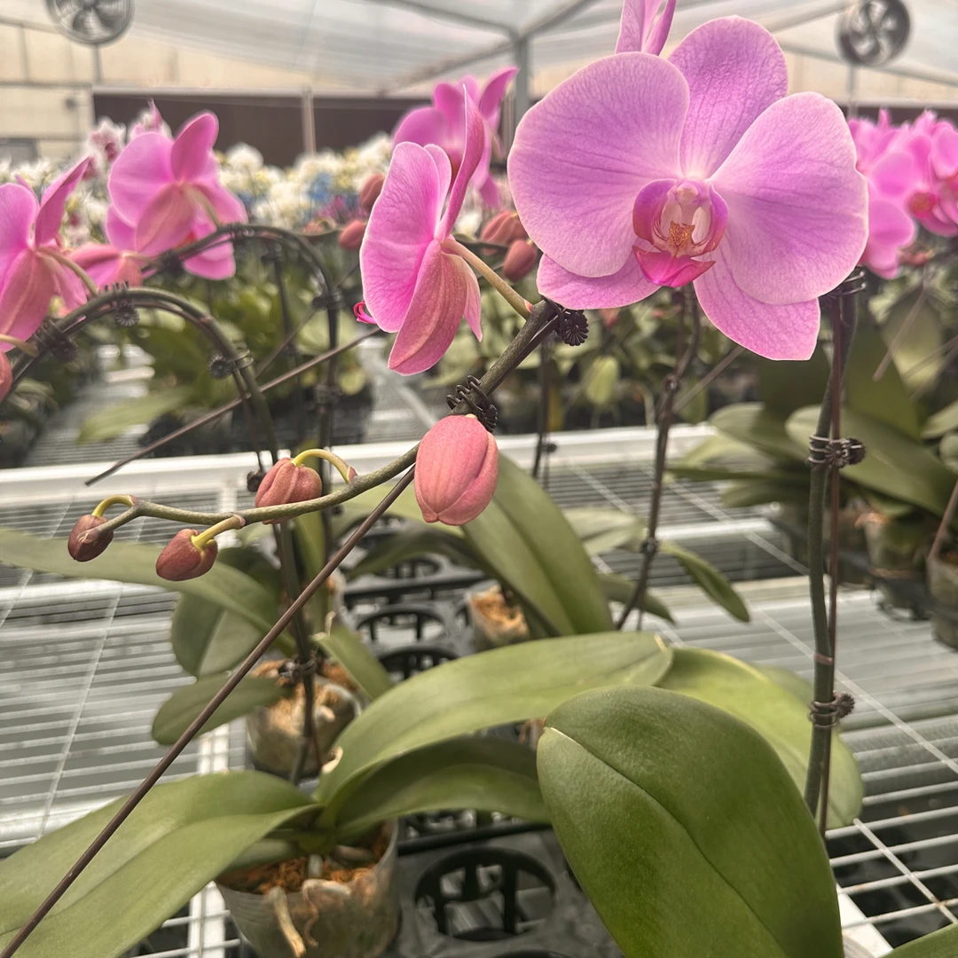 3.5寸粉冠军盆栽蝴蝶兰 带花和花苞发货 基地直发