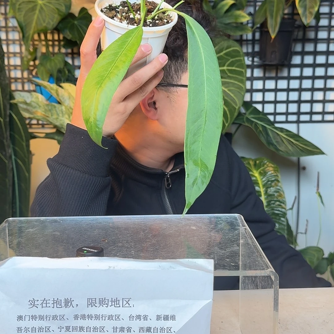 完全开放维塔领带N144