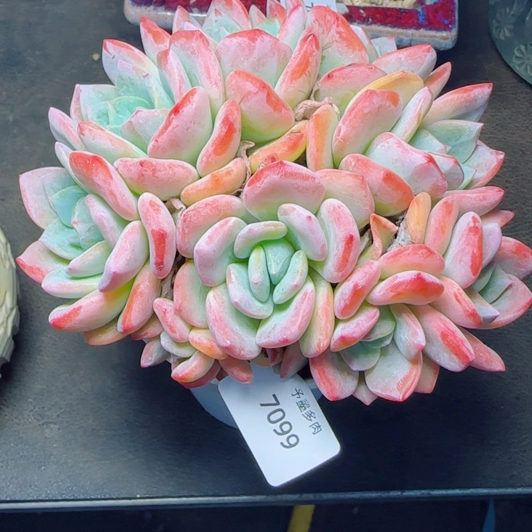 香橙，7099多肉植物