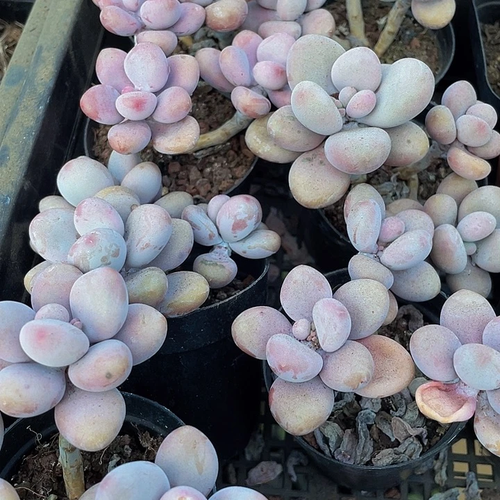 三头老庄腰子蛋带盆