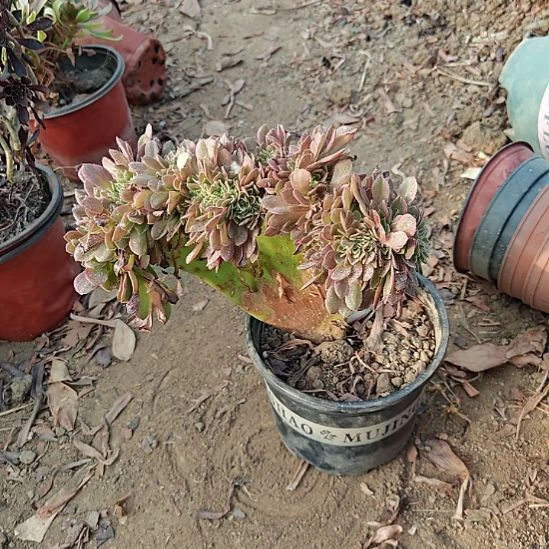 万黄缀加急法师了3