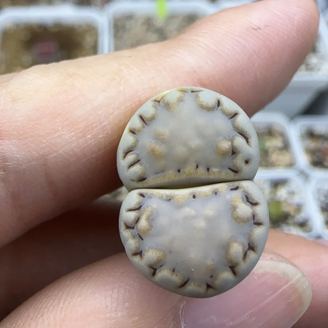 599侧面有干疤特清框福利30包邮