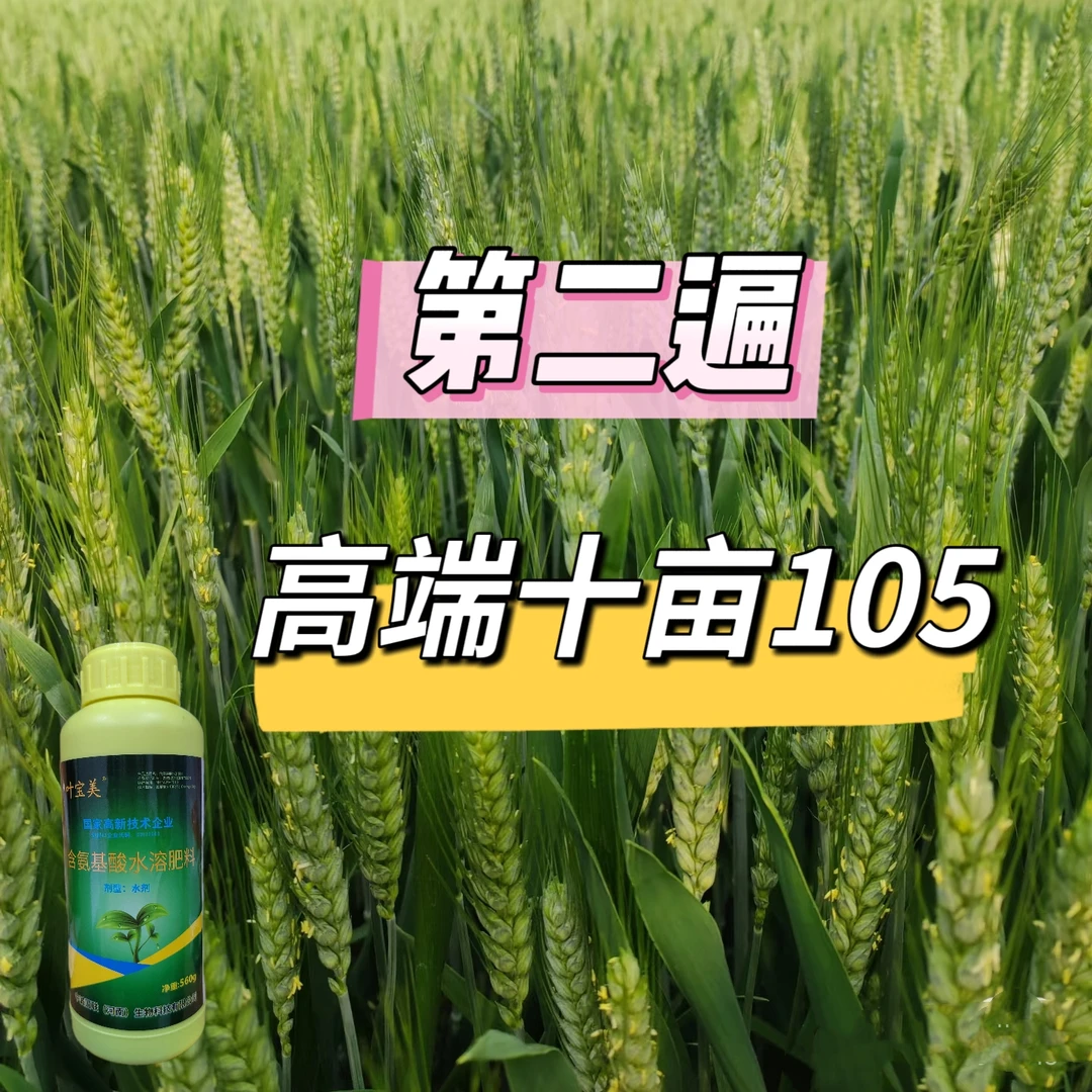 【一零五第二遍】高端小麦第二遍一零五营养增产叶面