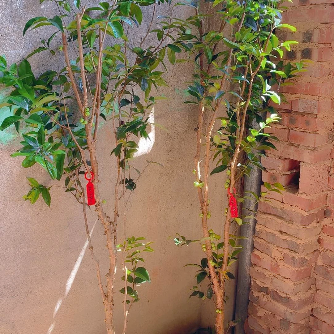无花朵一物一拍，四季艾斯卡