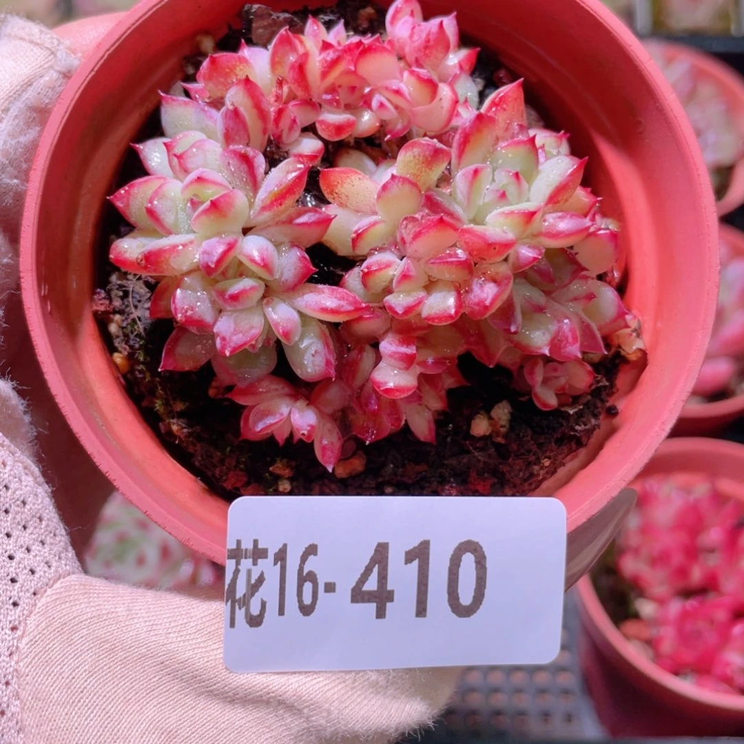 花利美16-410青涩时光