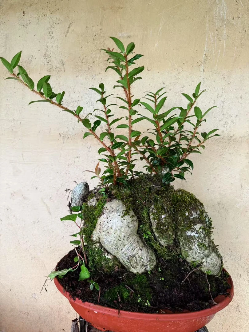 云南特色植物五翅梅