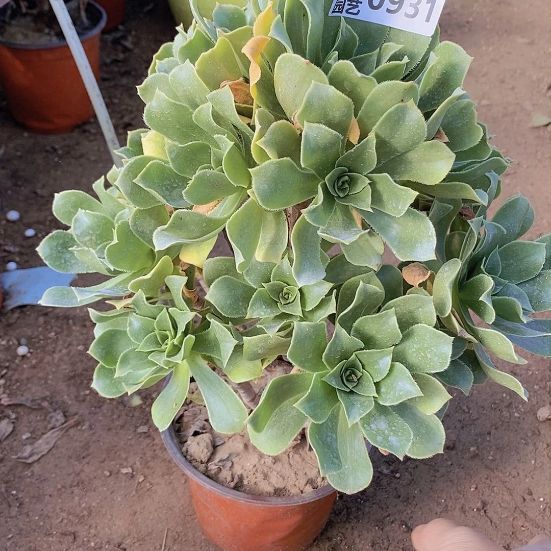 931 号一物一拍20包邮年后发货