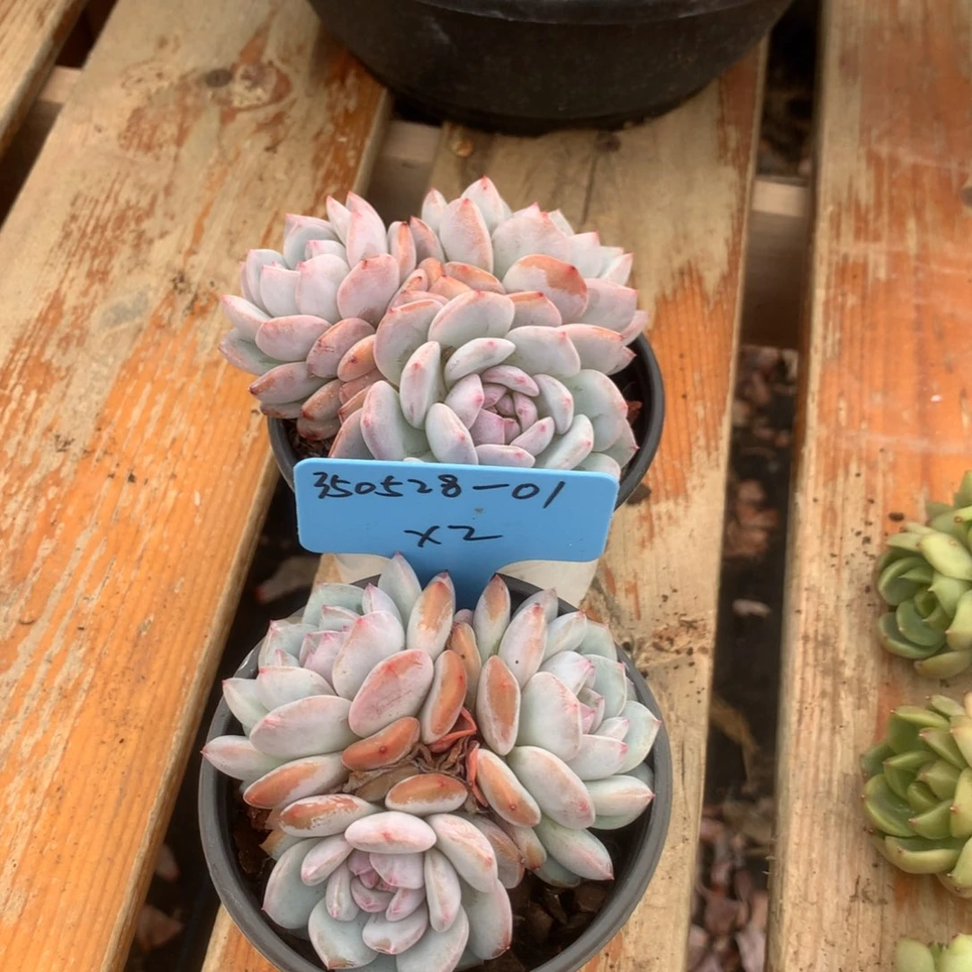 ᨳ****350528-01星星橙2