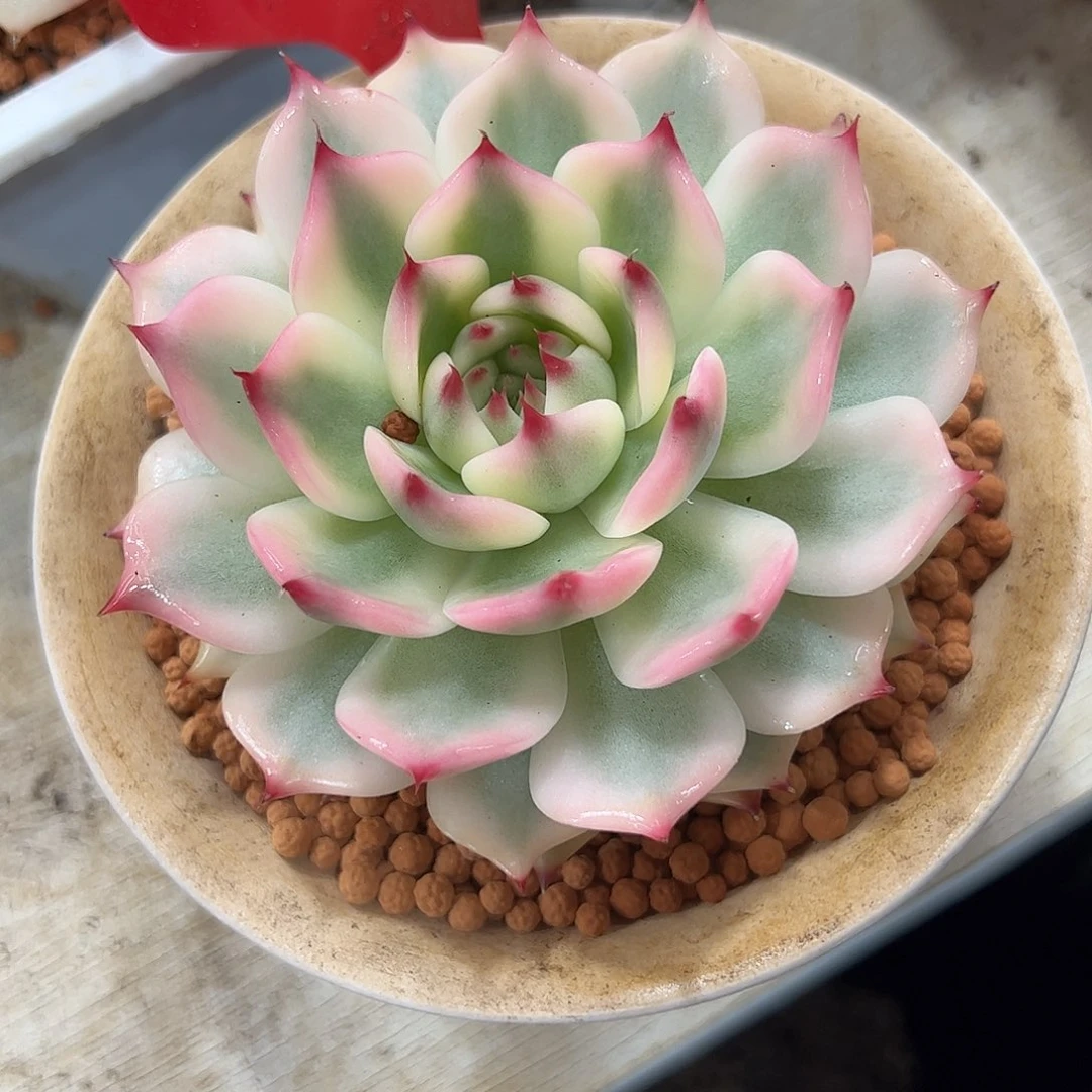 0327吉娃娃锦多肉植物