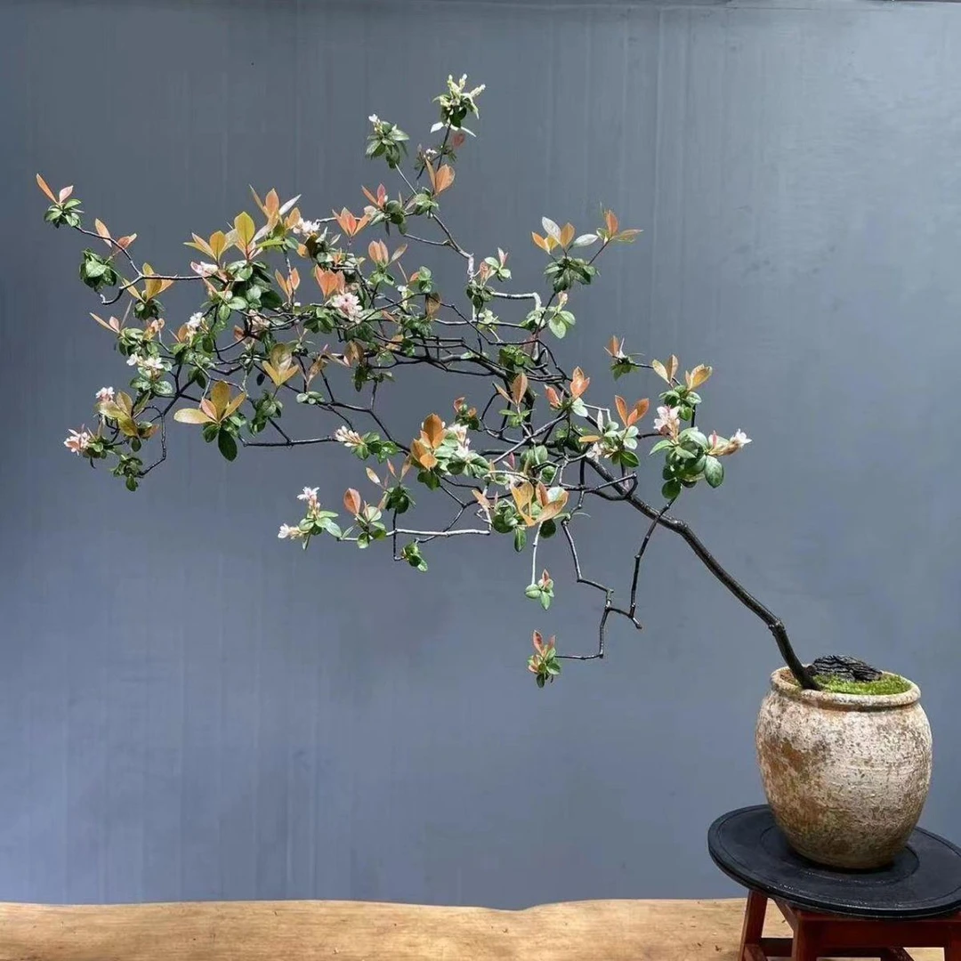 春花树海岛春花雷公树石斑木网红海岛春花绿植家居民宿石斑木常青