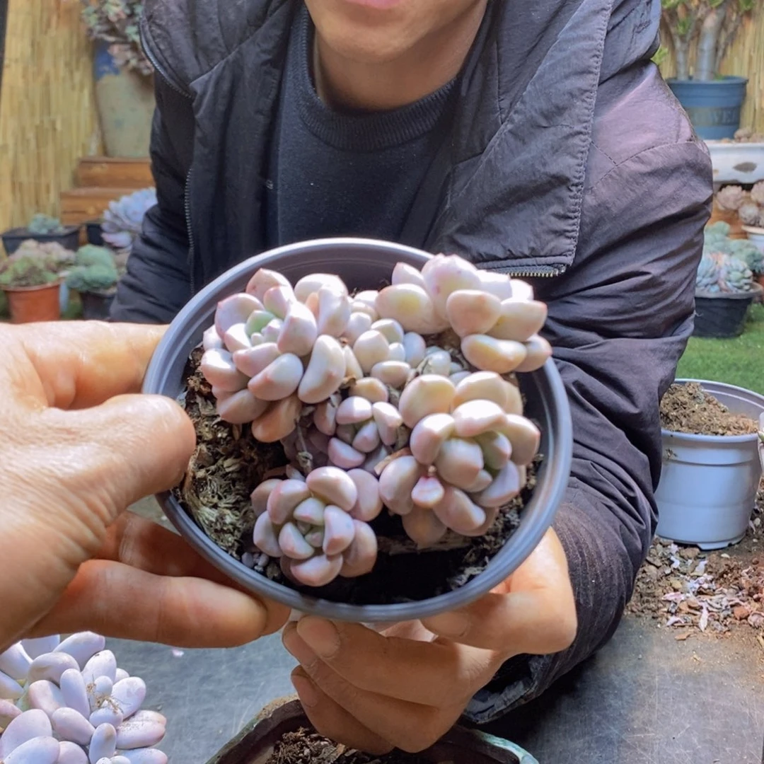 ?****?178号白鹭杂交多肉