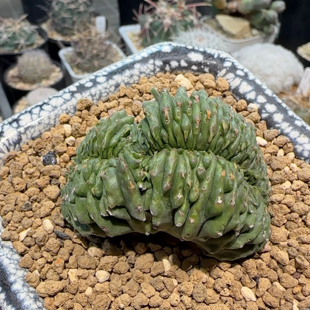 062自根法丽达缀化多肉