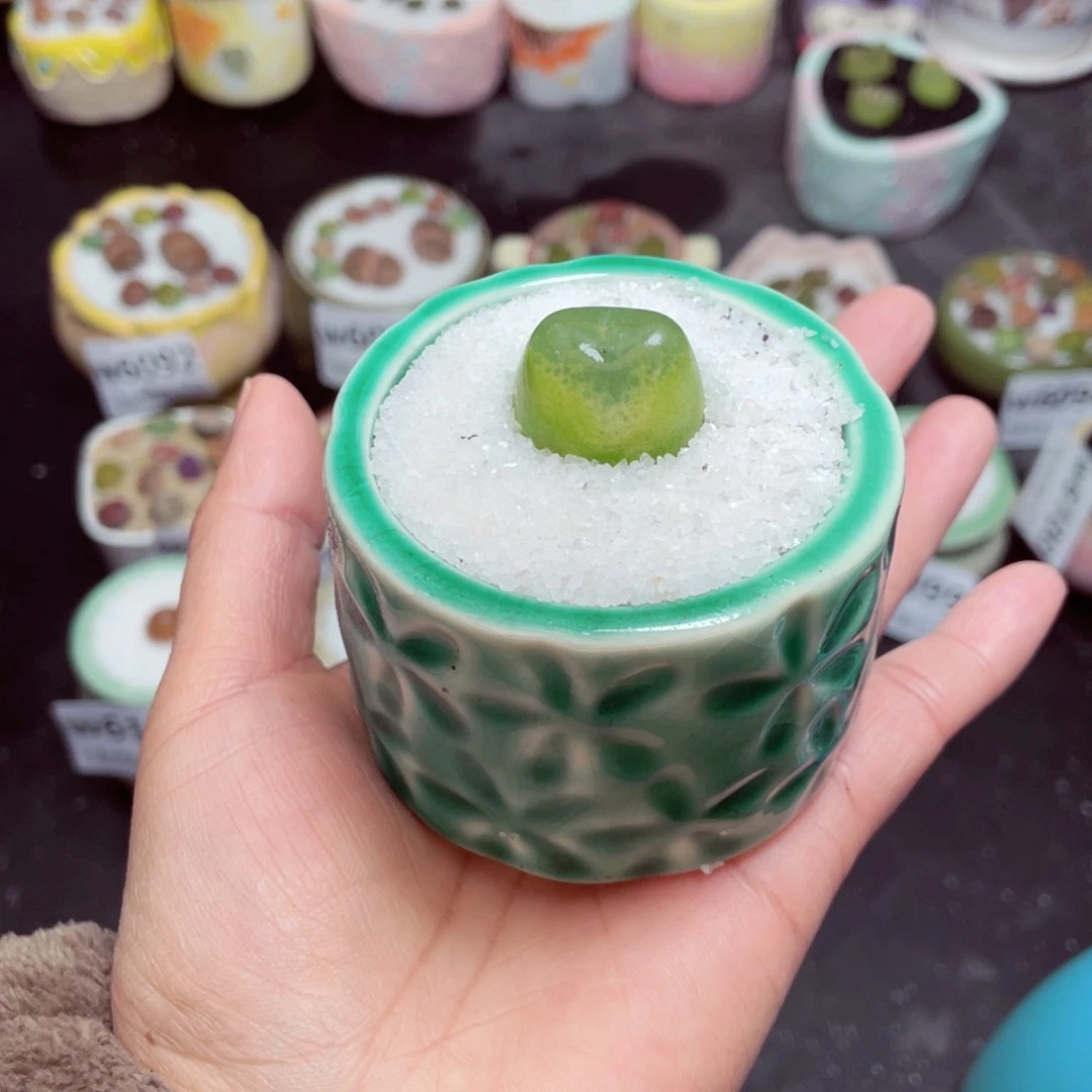 w6103 -零下地区拍保温箱-15支持寄养