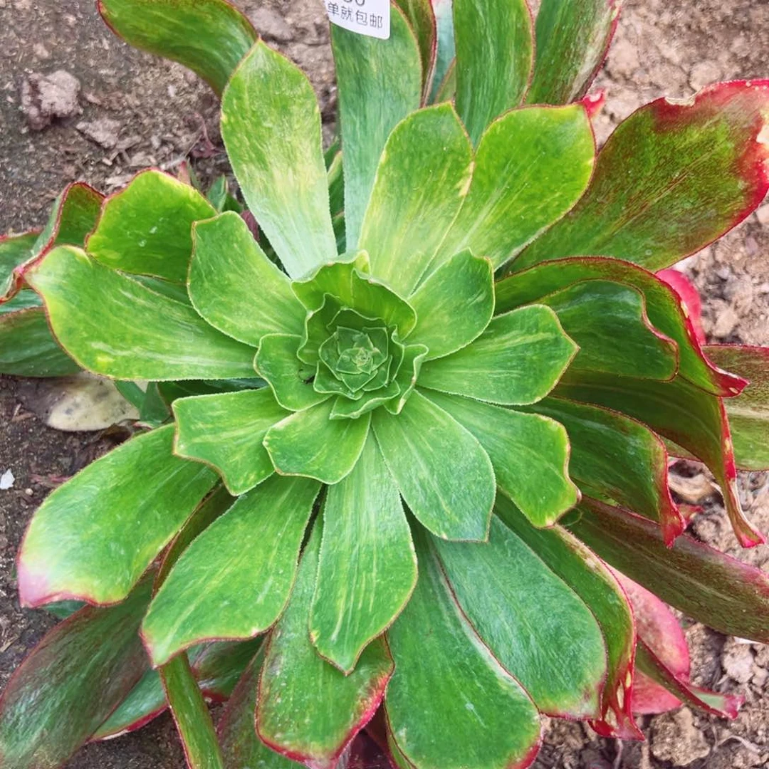 魅影七彩手捧多肉植物680
