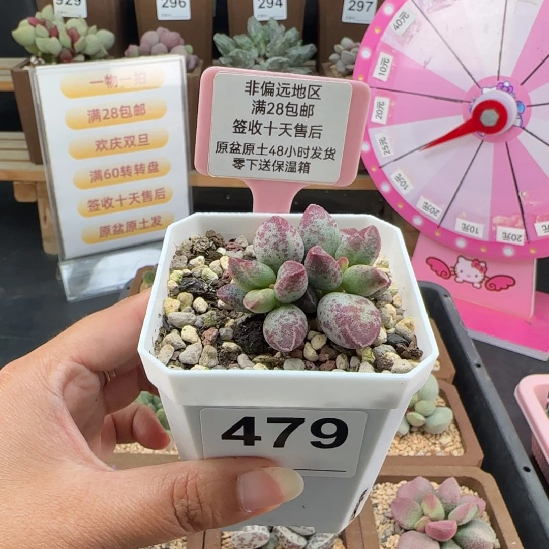 c***g479艾薇多肉的植物