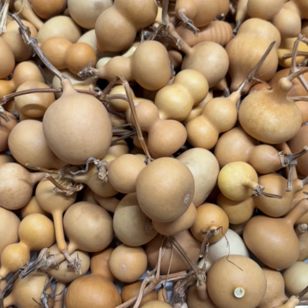 瑕疵冬瓜葫芦处理拍下不退不换介意勿拍（不包龙头）