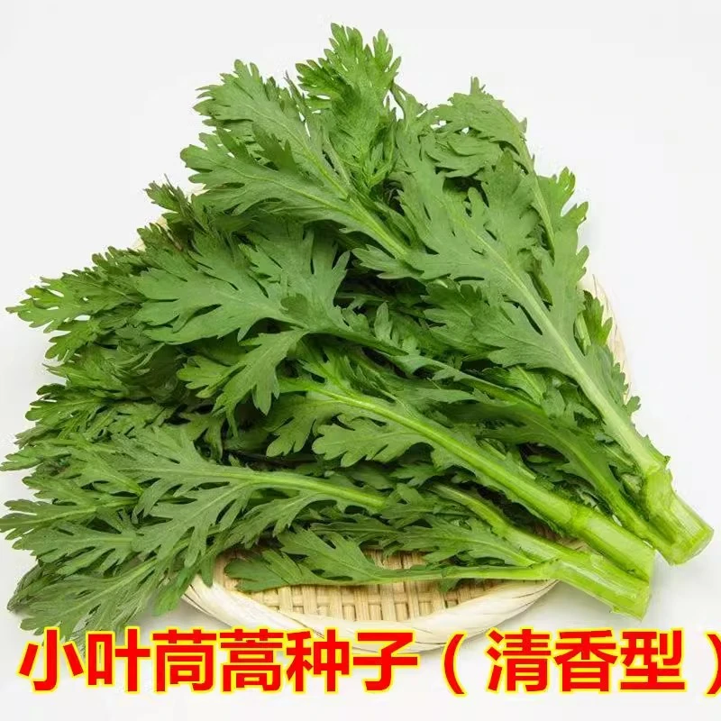 【满5包包邮】小叶茼蒿种子大全农家茼蒿种籽菜籽四季播皇帝菜种苗