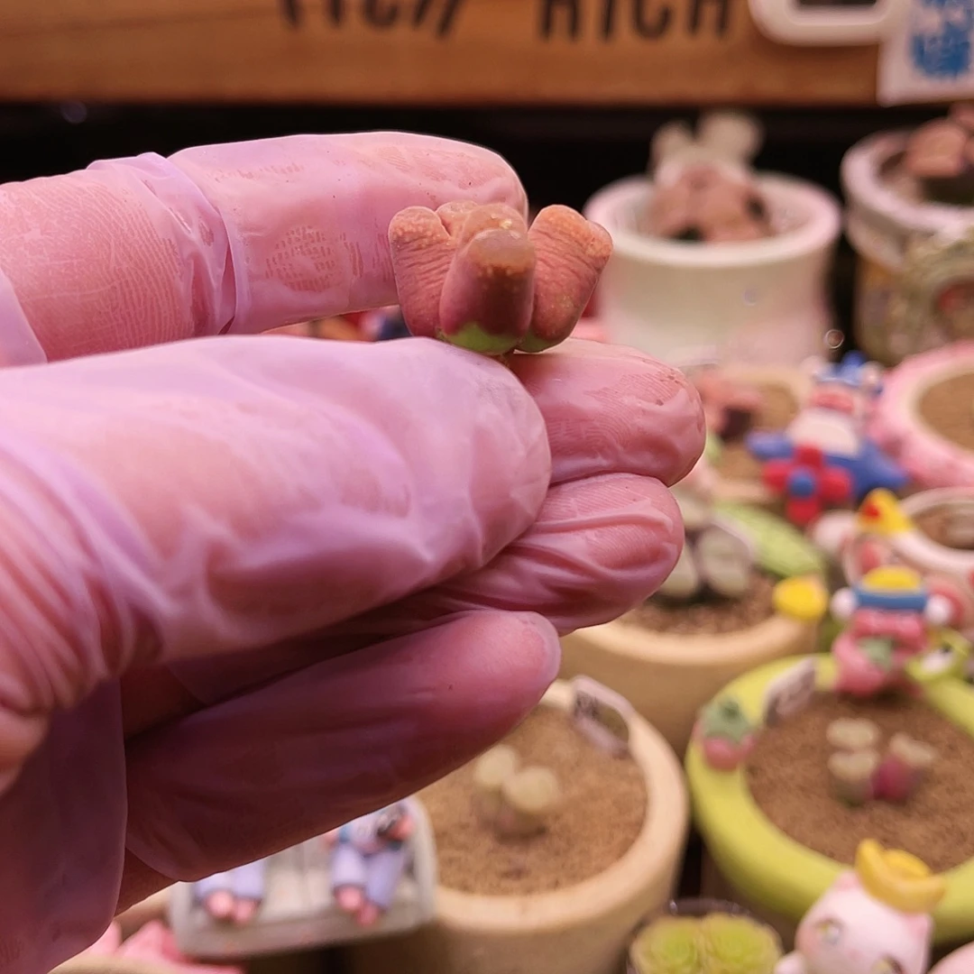 三头日本输入粉红奶瓶体