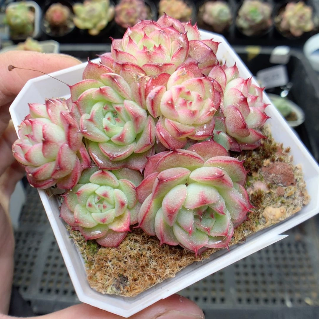 C28g y y y y y g g y