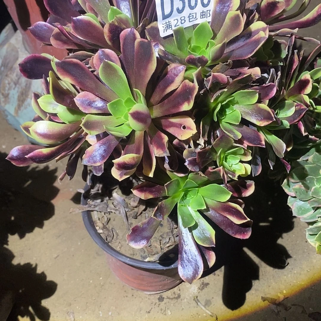 366 多肉植物不包断枝