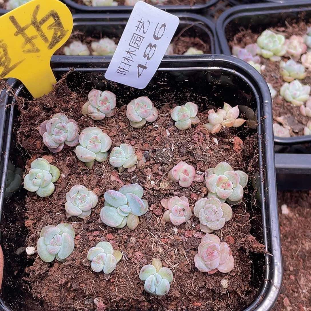 量拍多肉植物多肉植物486